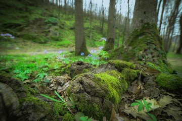 Close up view a tree with earthy and moody tones