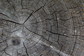 Baum Jahresringe