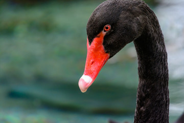 black swan (Cygnus atratus)