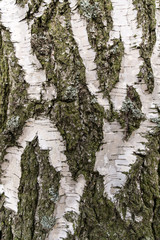pattern of birch bark with black birch stripes on white birch bark and with wooden birch bark texture