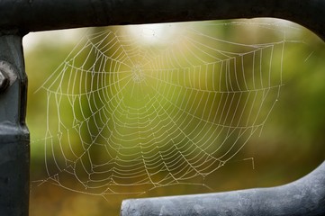 spider web with water drops