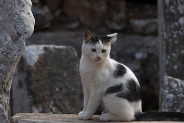 Cute cats living among stones in the ancient city of Izmir / Selcuk / Ephesus.