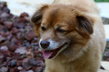 dog for a walk in a park on the shores of the Mediterranean Sea in the north of Israel