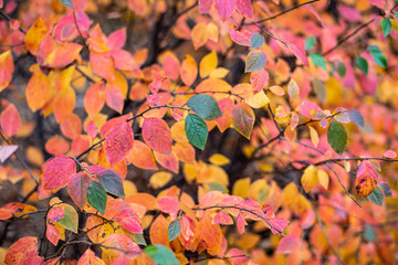 Natural background of autumn leaf. Selective focus