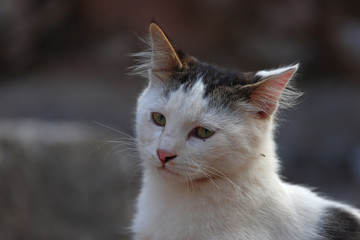 Cute cats living among stones in the ancient city of Izmir / Selcuk / Ephesus.