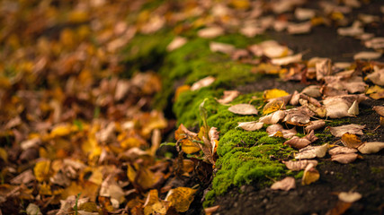 Autumn season. Moss and leaves.