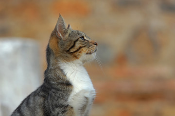 Naklejka na ściany i meble Cute cats living among stones in the ancient city of Izmir / Selcuk / Ephesus.