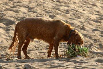 dog for a walk in a park on the shores of the Mediterranean Sea in the north of Israel
