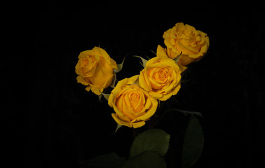 Yellow Roses on Black Background