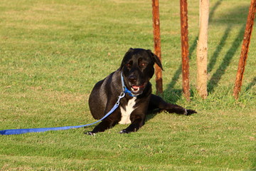 dog for a walk in a park on the shores of the Mediterranean Sea in the north of Israel