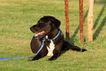 dog for a walk in a park on the shores of the Mediterranean Sea in the north of Israel