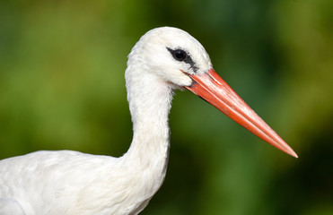 White stork portrait on green background, closeup, isolated