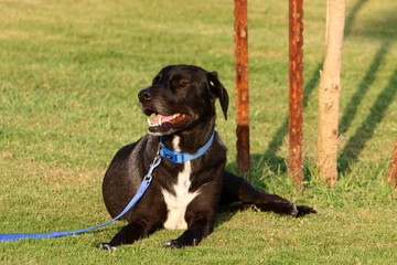 dog for a walk in a park on the shores of the Mediterranean Sea in the north of Israel