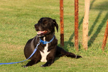 dog for a walk in a park on the shores of the Mediterranean Sea in the north of Israel