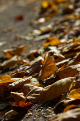 Fallen Leaves of Trees, Close-Up