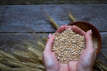 Top view of female palms holding a handful of wheat against the background of spikelets on a dark wooden surface, selective focus