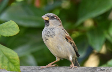 Sparrow standing on a wood, isolated, closeup.