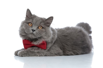 british longhair cat with red bowtie looking bored