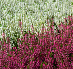 Heidekraut - Erika - Besenheide