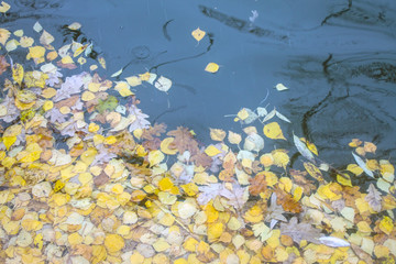 Fallen bright yellow birch leaves on the water in the pond on a cloudy autumn day