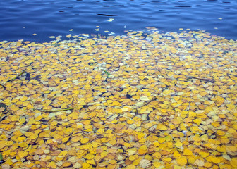 Fallen bright yellow birch leaves on the water in the pond on a cloudy autumn day