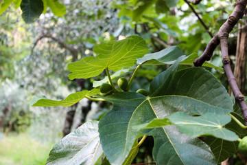 Fichi e foglie