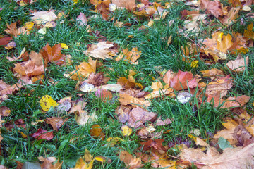 Fallen bright autumn leaves on the grass