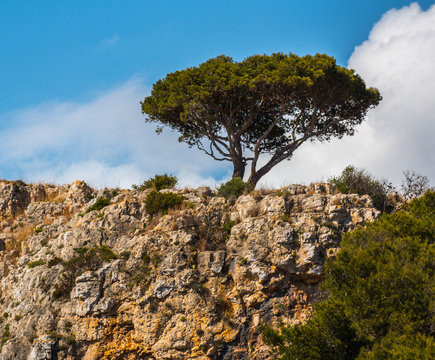 Rural landscape with singol maritime pine, south italy