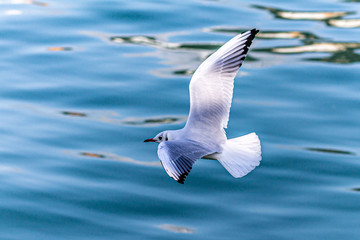seagull in flight