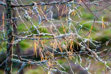spider webs in tree branches in the wild forest