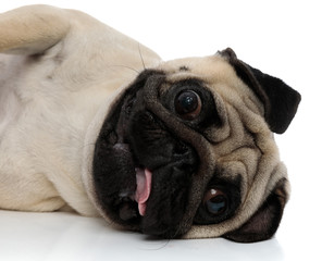 Close up of a clumsy pug laying down