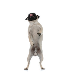 Clumsy pug begging and standing on his back legs