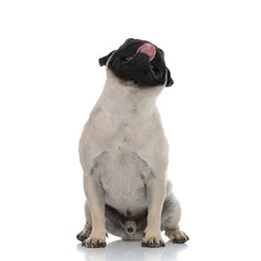 Obraz premium Lovely pug begging and panting while looking up