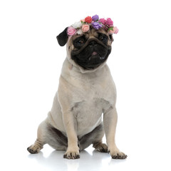Lovely pug wearing a flower decorated headband