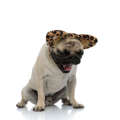 Drowsy pug yawningwhile wearing a headband with cheetah ears