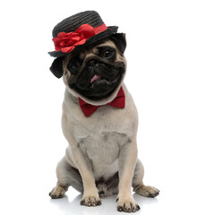Adorable pug wearing a hat with a flower decoration