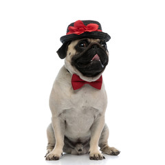 Lovely pug smiling and panting while wearing a decorated hat