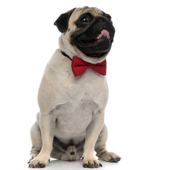 Charming pug panting and wearing an elegant red bowtie