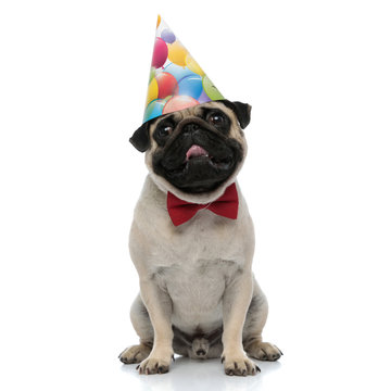 Happy pug wearing a party hat while panting