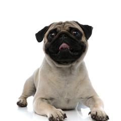 Cheerful pug panting and smiling