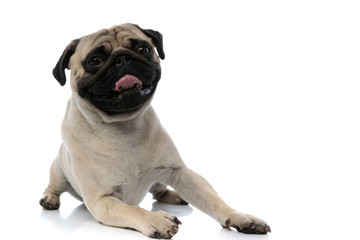 Obraz premium Drowsy pug panting and looking clumsy