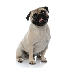 Lovely pug smiling and panting while sitting