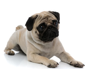 Adorable pug looking away while being unsure