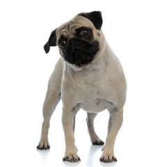 Obraz premium Clumsy pug curiously looking away