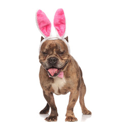 cute american bully wearing bunny ears and panting