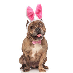 cute american bully wearing bunny ears and pink bowtie