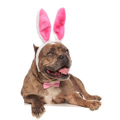 Obraz premium cute american bully wearing bunny ears and pink bowtie
