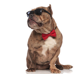cute american bully wearing sunglasses and red bowtie