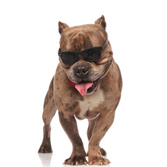 cute american bully wearing sunglasses and red bowtie