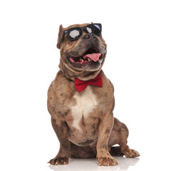 american bully wearing sunglasses and red bowtie